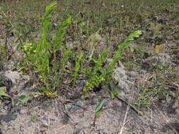 Image of Searsia rudatisii (Engl.) Moffett