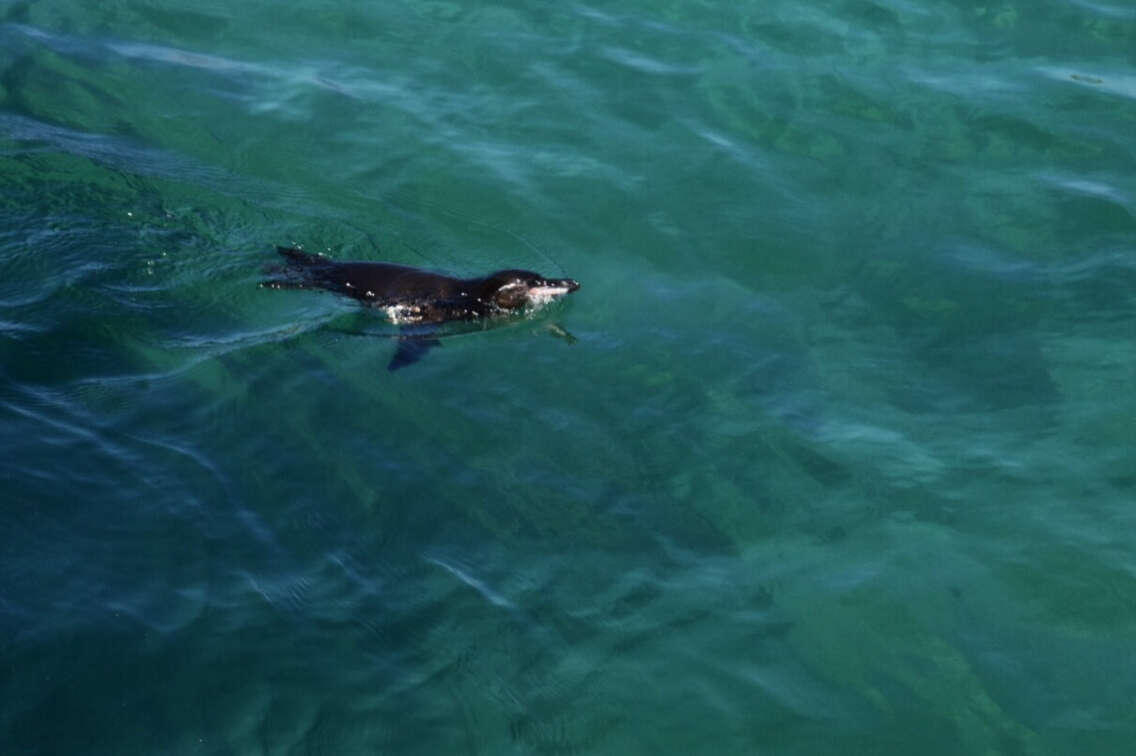 Image of Galapagos Penguin