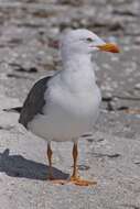 Image of Lesser Black-backed Gull