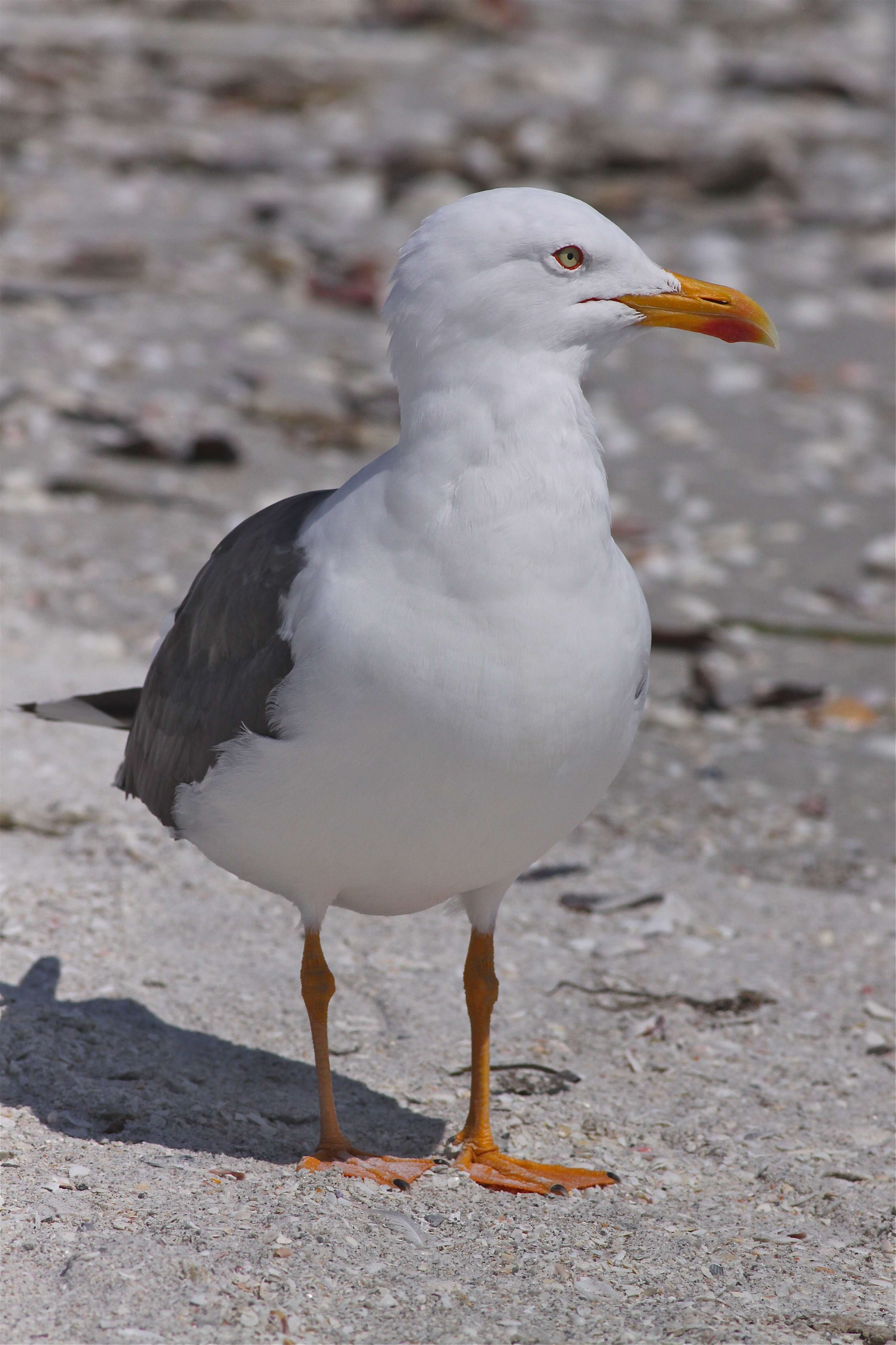 Image of Lesser Black-backed Gull