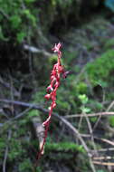 Image of summer coralroot