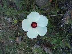 Image of Arizona rosemallow