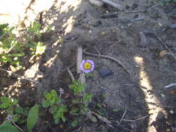 Image de Felicia amoena subsp. latifolia Grau