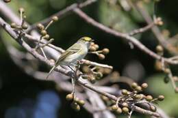 Слика од Vireo griseus (Boddaert 1783)