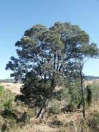 Image of Acacia harpophylla F. Muell. ex Benth.