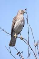 Image of Red-shouldered Hawk