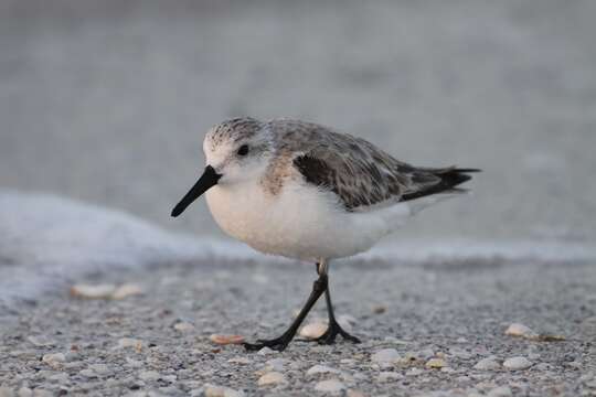 Image of Sanderling