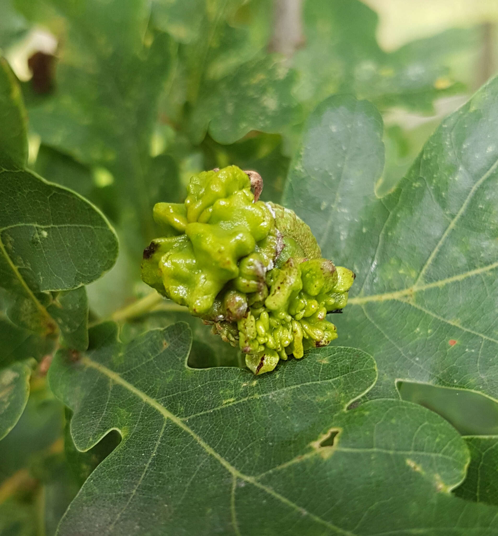 Image of Knopper gall wasp