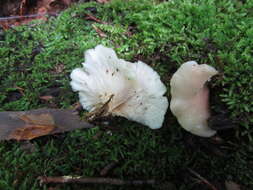 Image of Hohenbuehelia angustata (Berk.) Singer 1951