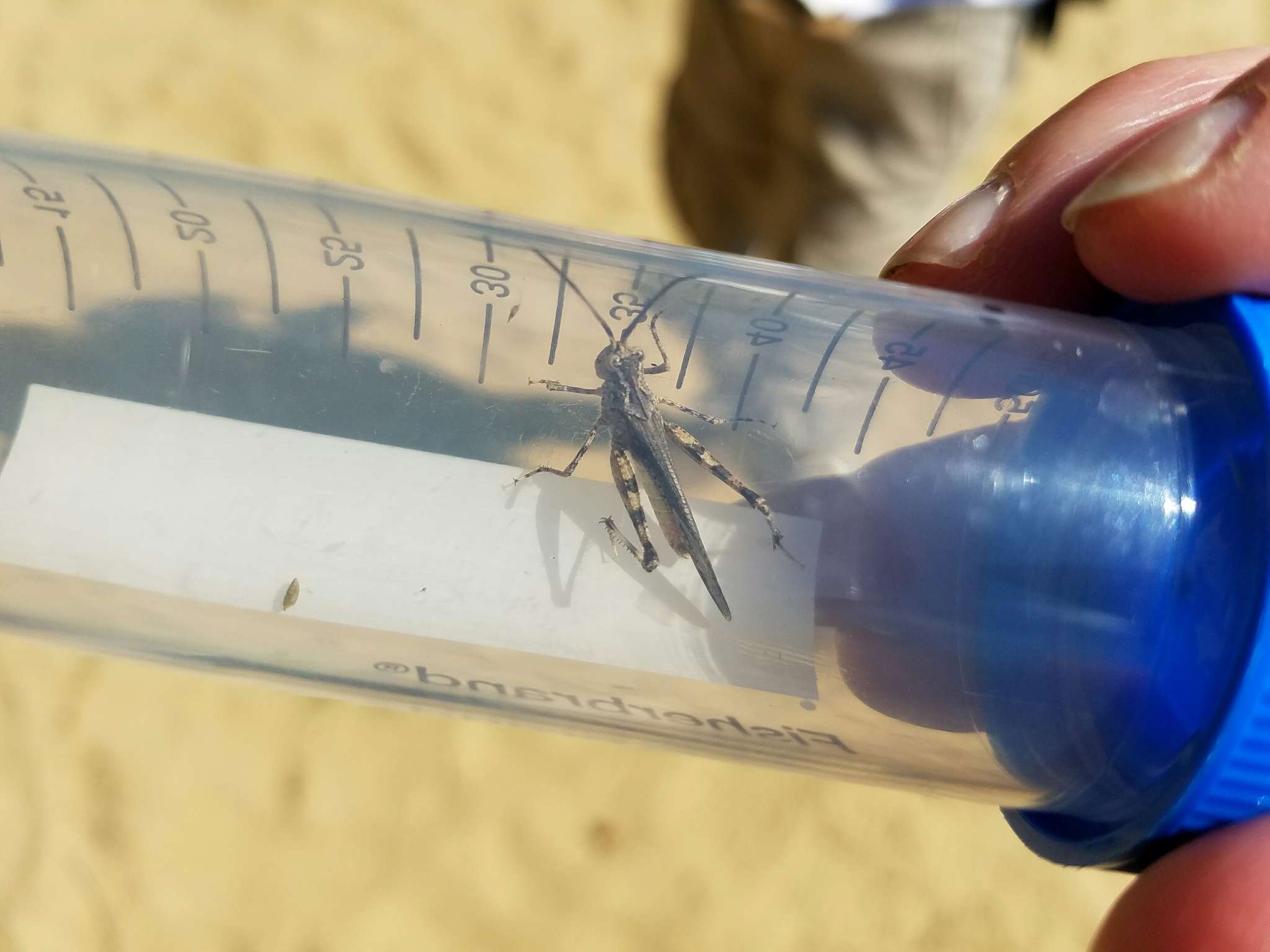 Image of Longhorn Band-wing Grasshopper