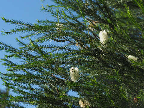 Image of Melaleuca armillaris subsp. armillaris