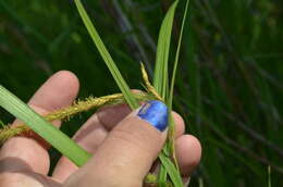 Image of Fringed sedge