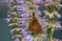 Image of Broad-winged Skipper