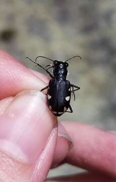 Image of Cicindela (Cicindela) scutellaris rugifrons Dejean 1825