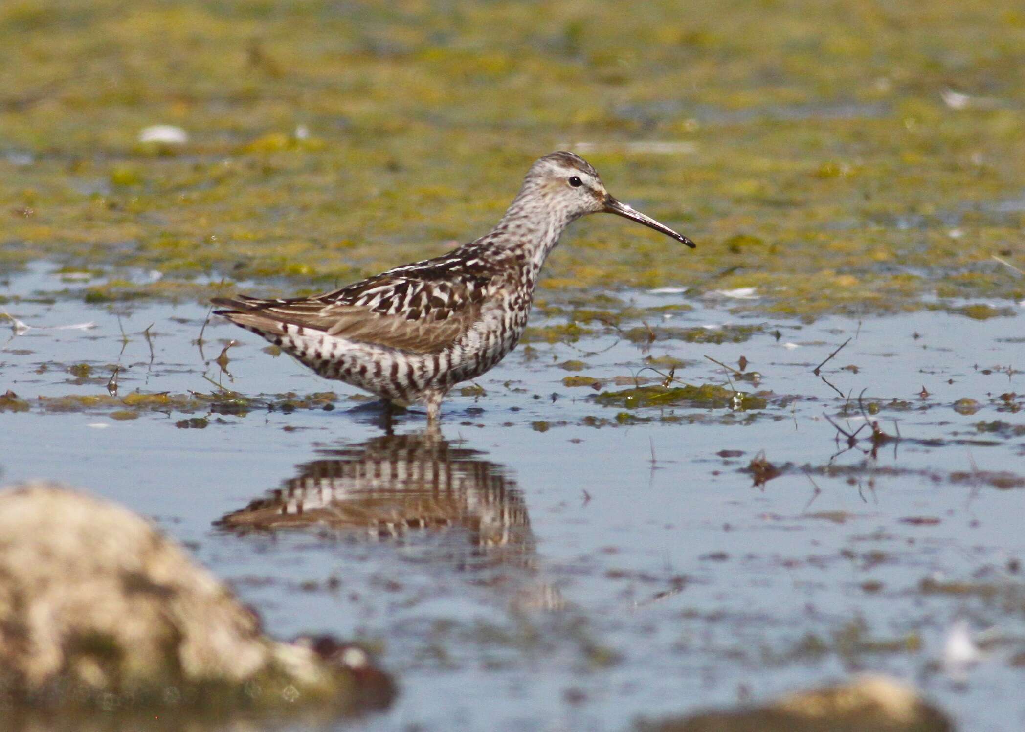 Image of Stilt Sandpiper