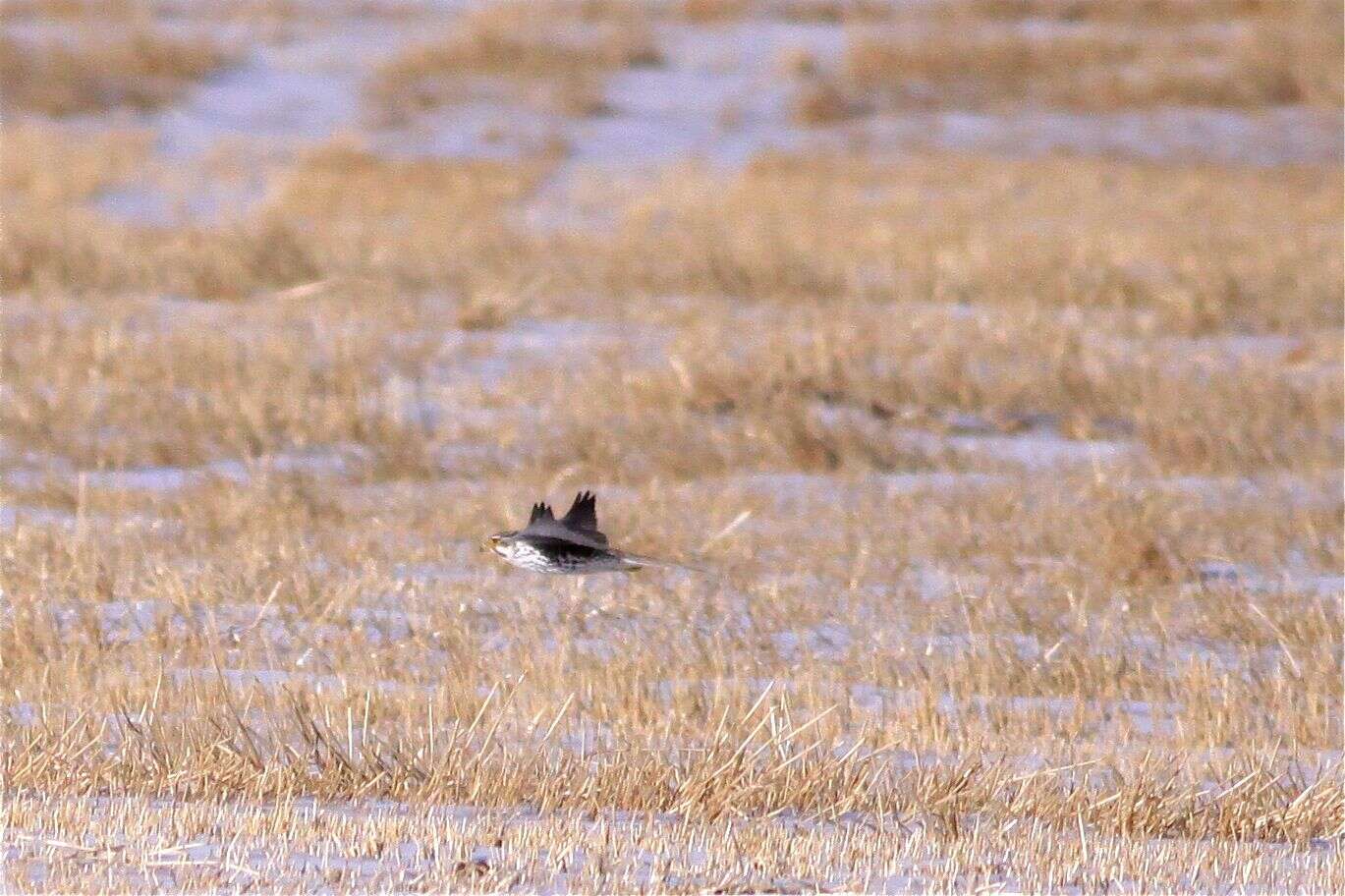 Image of Prairie Falcon