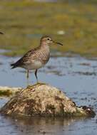 Image of Pectoral Sandpiper