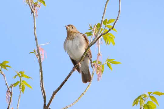 Image of Veery