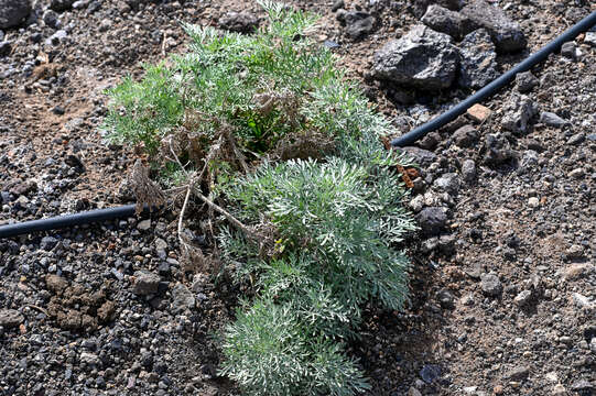 Image of Artemisia thuscula Cav.