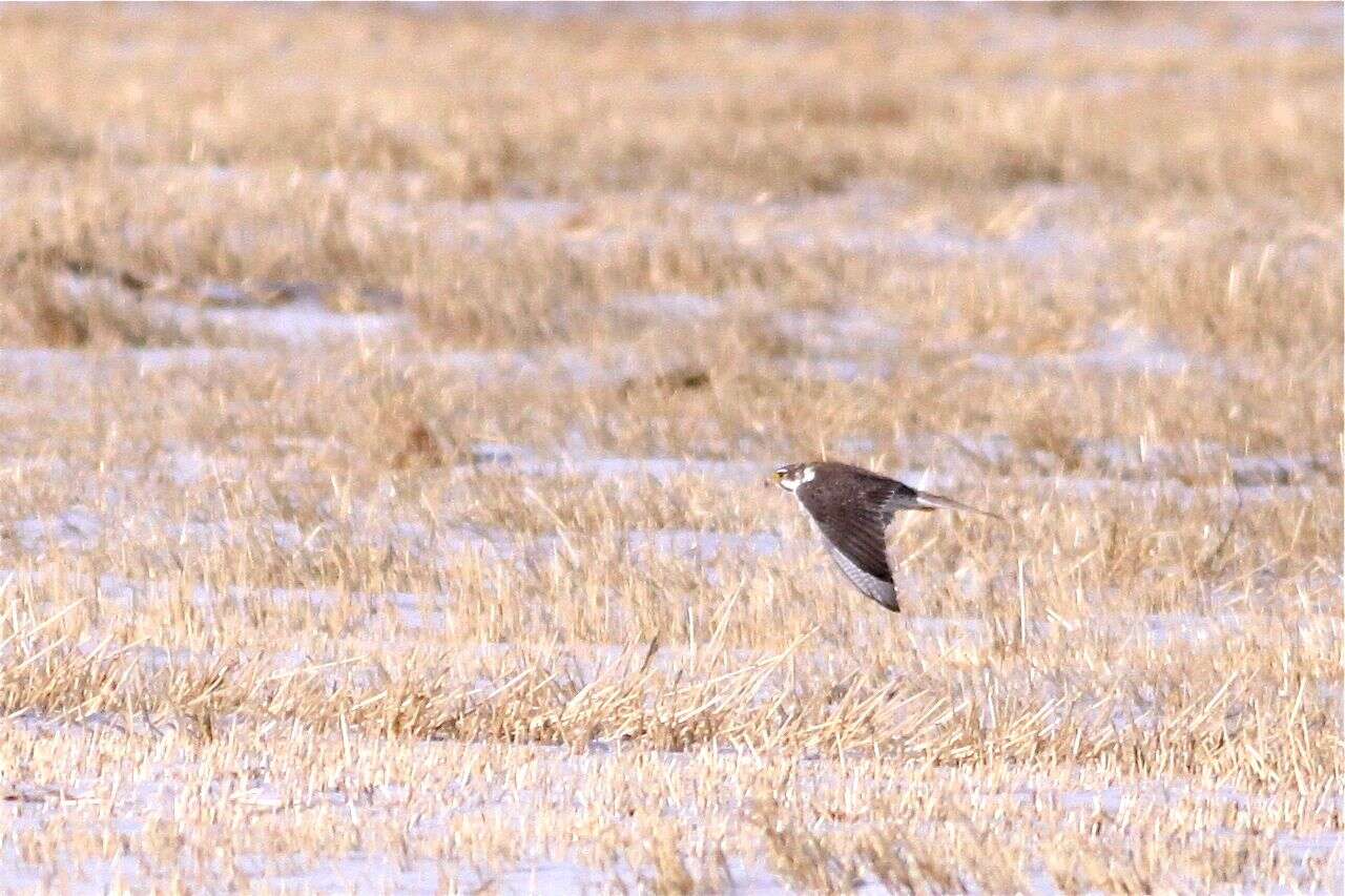 Image of Prairie Falcon