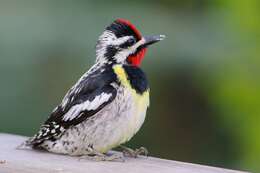 Image of Sapsucker