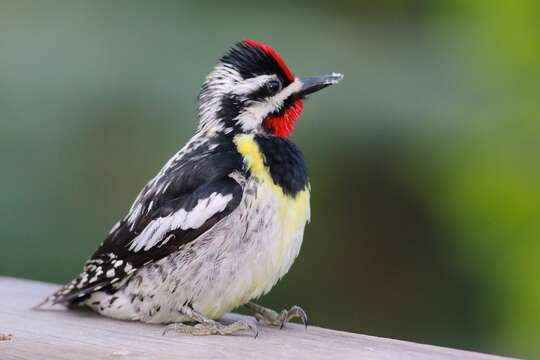 Image of Sapsucker