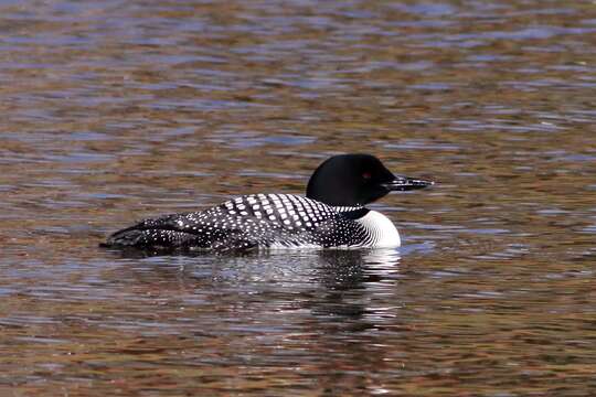 Image of loons