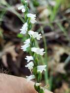 Слика од Spiranthes tuberosa Raf.