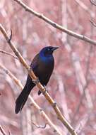 Image of Common Grackle