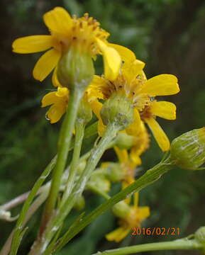 Image of Senecio inornatus DC.