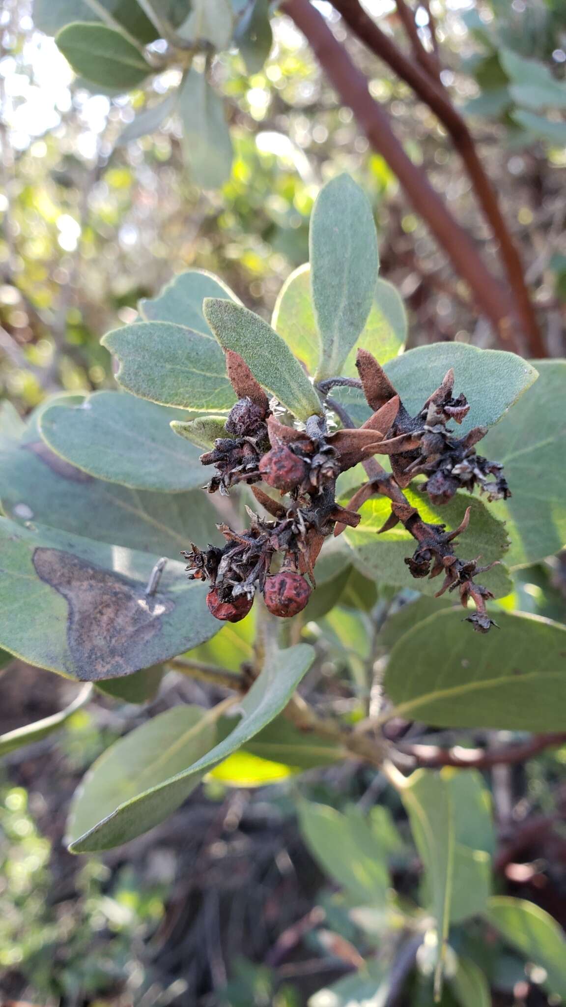 Imagem de Arctostaphylos glandulosa subsp. mollis (J. E. Adams) P. V. Wells