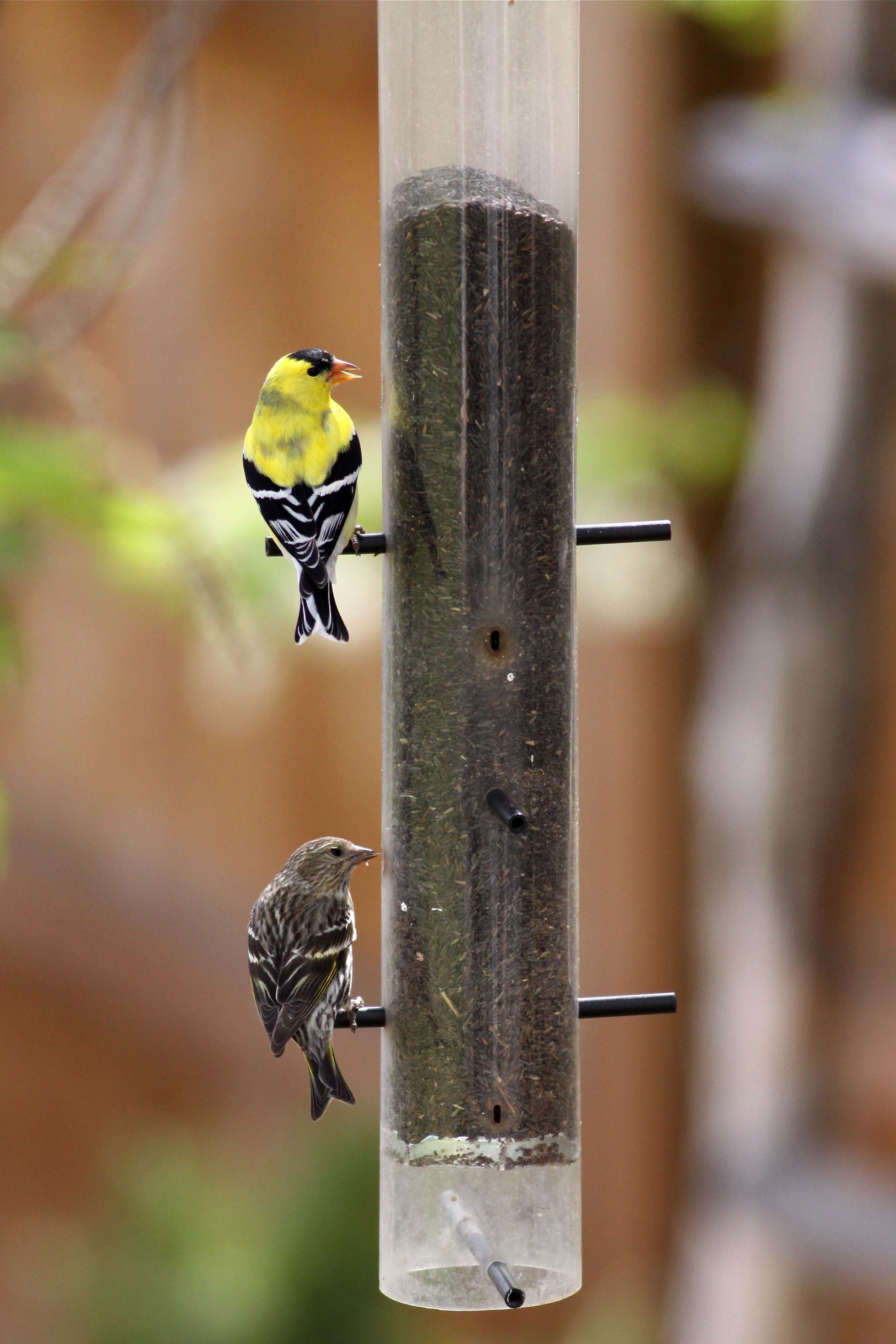 Image of Pine Siskin