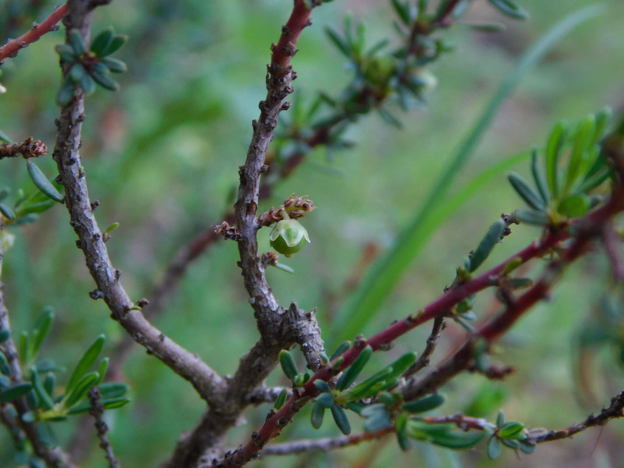 Image de Phyllanthus ramillosus Müll. Arg.