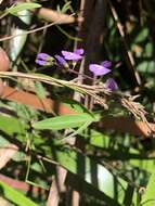 Glycine clandestina Wendl. resmi