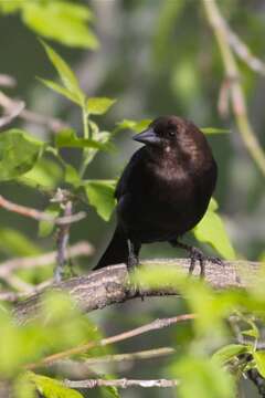 Image of Brown-headed Cowbird