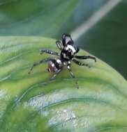 Image of Phintella vittata (C. L. Koch 1846)