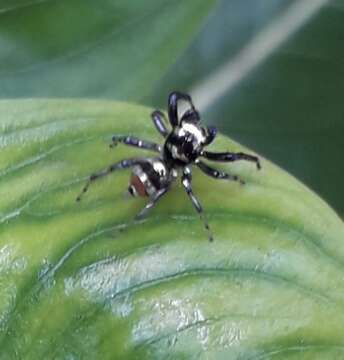 Image of Phintella vittata (C. L. Koch 1846)