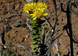 Plancia ëd Oedera squarrosa (L.) A. A. Anderberg & K. Bremer