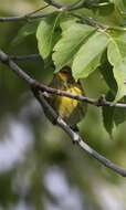 Image of Cape May Warbler