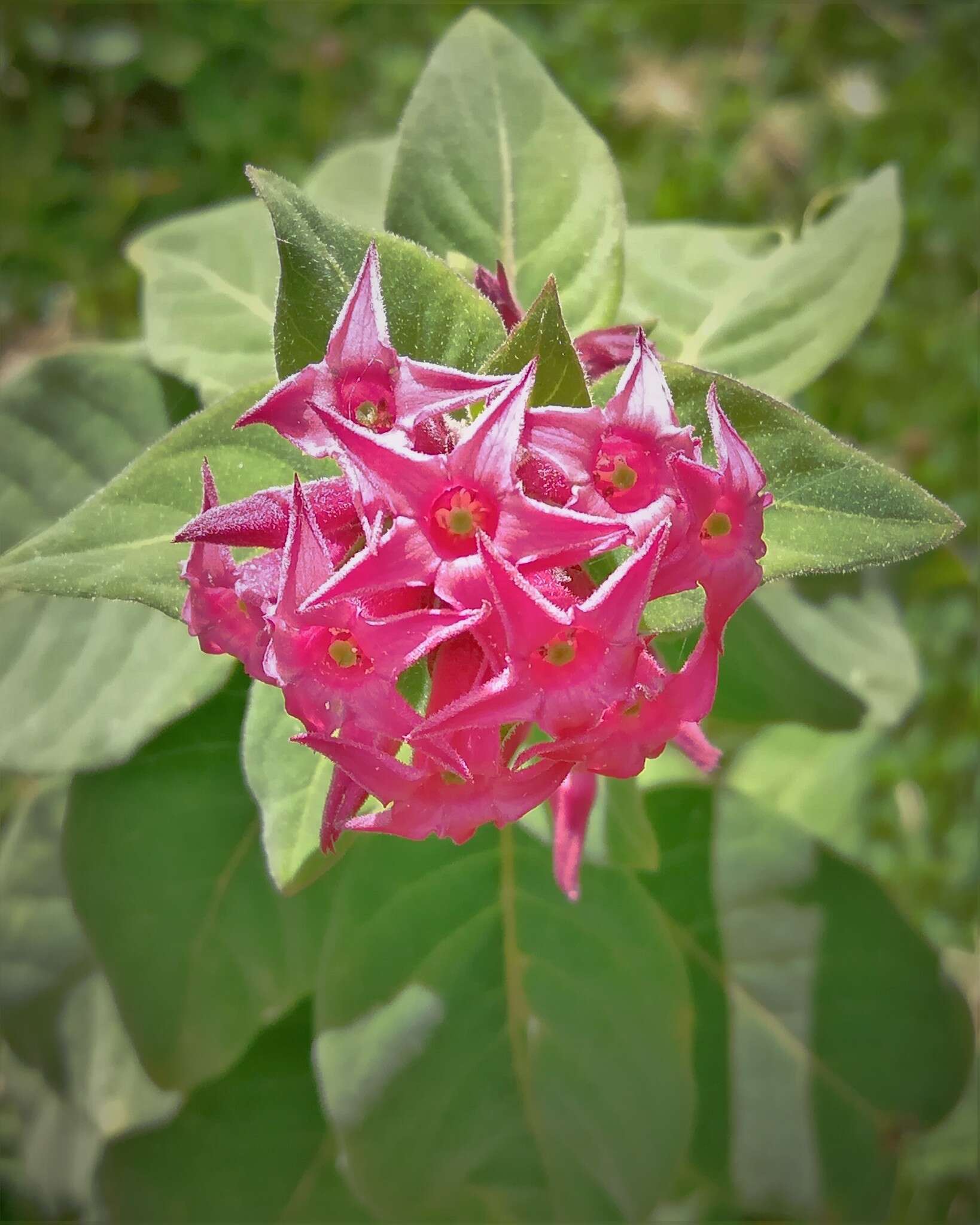 Image of Cestrum roseum Kunth