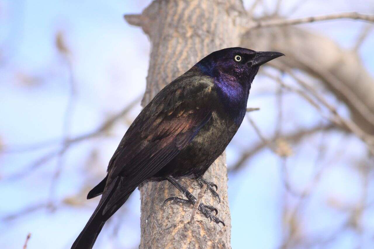 Image of Common Grackle