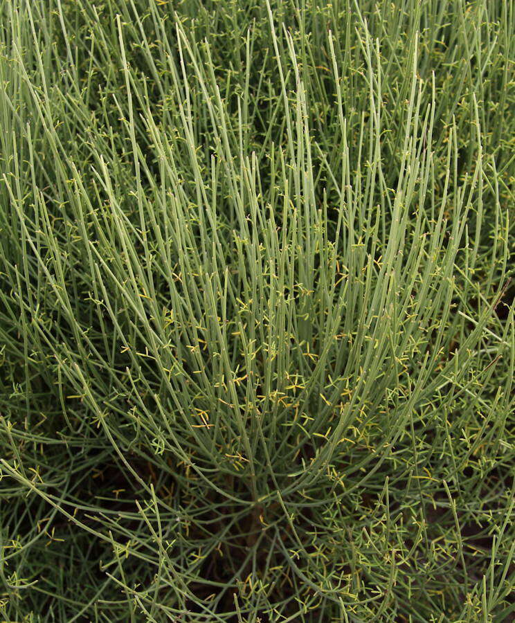 Слика од Cytisus filipes Webb