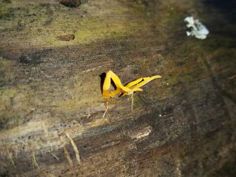 Image of Calocera cornea (Batsch) Fr. 1827