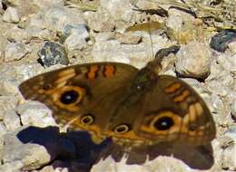 Sivun Junonia stemosa kuva