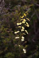 Image of Stylidium diuroides Lindl.