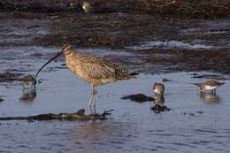 Image of Long-billed Curlew