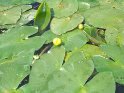 Image of Nuphar spenneriana Gaudin