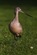 Image of Marbled Godwit