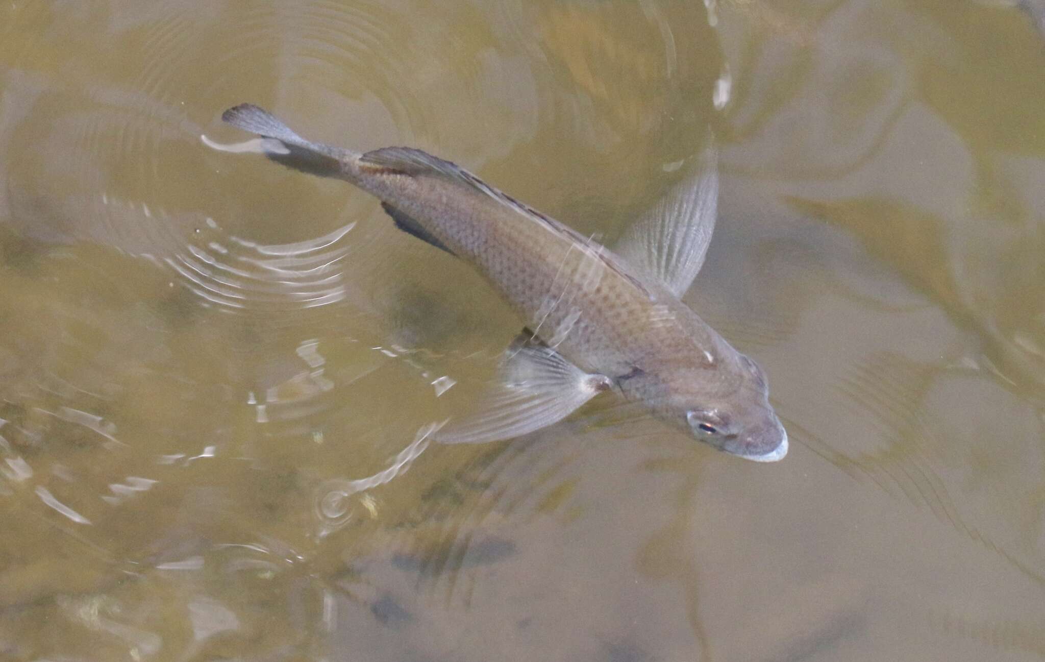 صورة Acanthopagrus pacificus Iwatsuki, Kume & Yoshino 2010