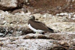 Image of Brown Booby